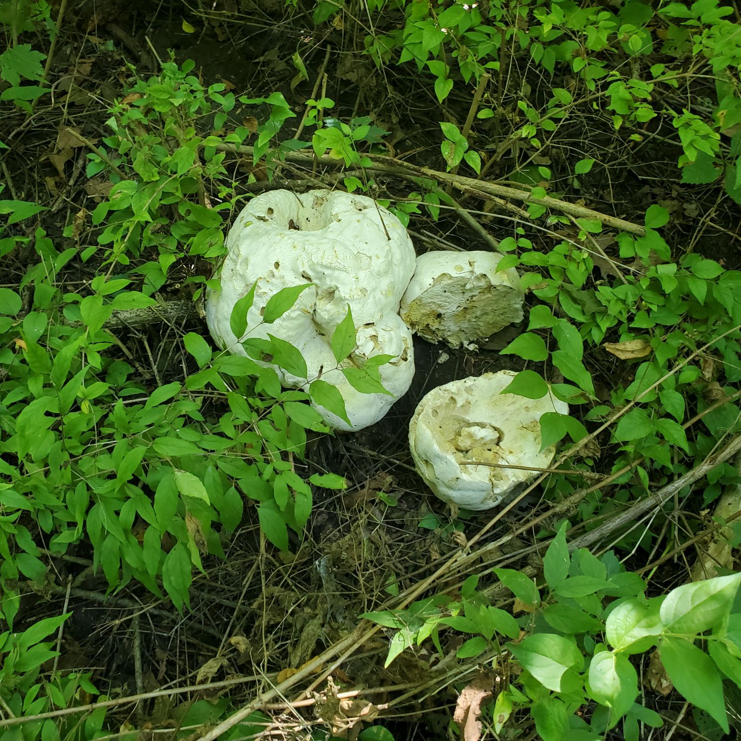 Orange Palos Trail 